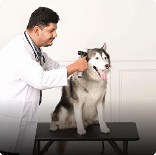 Vet Consultation